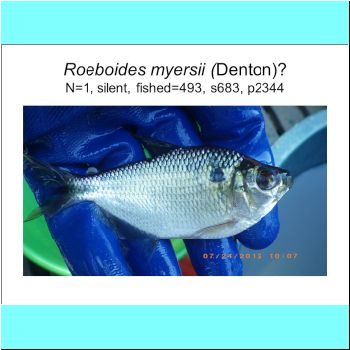 Roeboides myersii cf.png